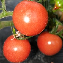 奉贤小番茄种植基地。。。。。。。。。。。。。