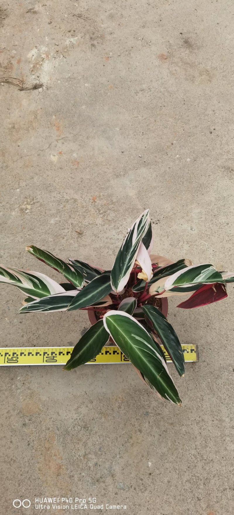 七彩竹芋各种规格，基地大量现货供应，欢迎咨询