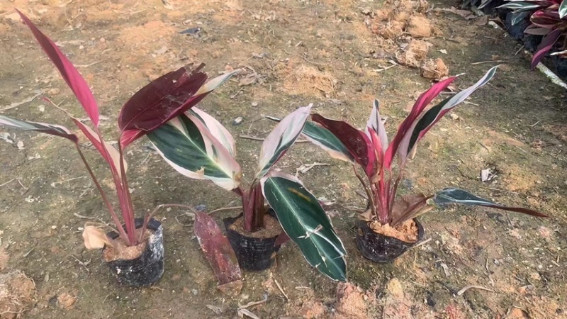 七彩竹芋各种规格，基地大量现货供应，欢迎咨询