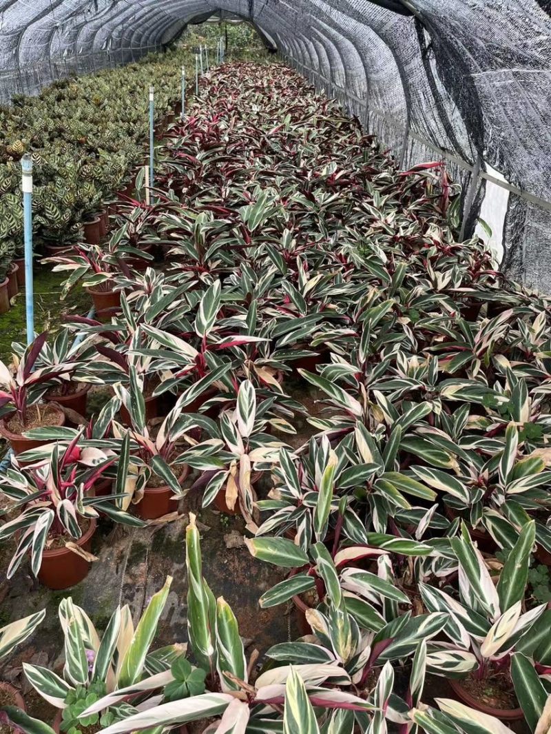 七彩竹芋各种规格，基地大量现货供应，欢迎咨询