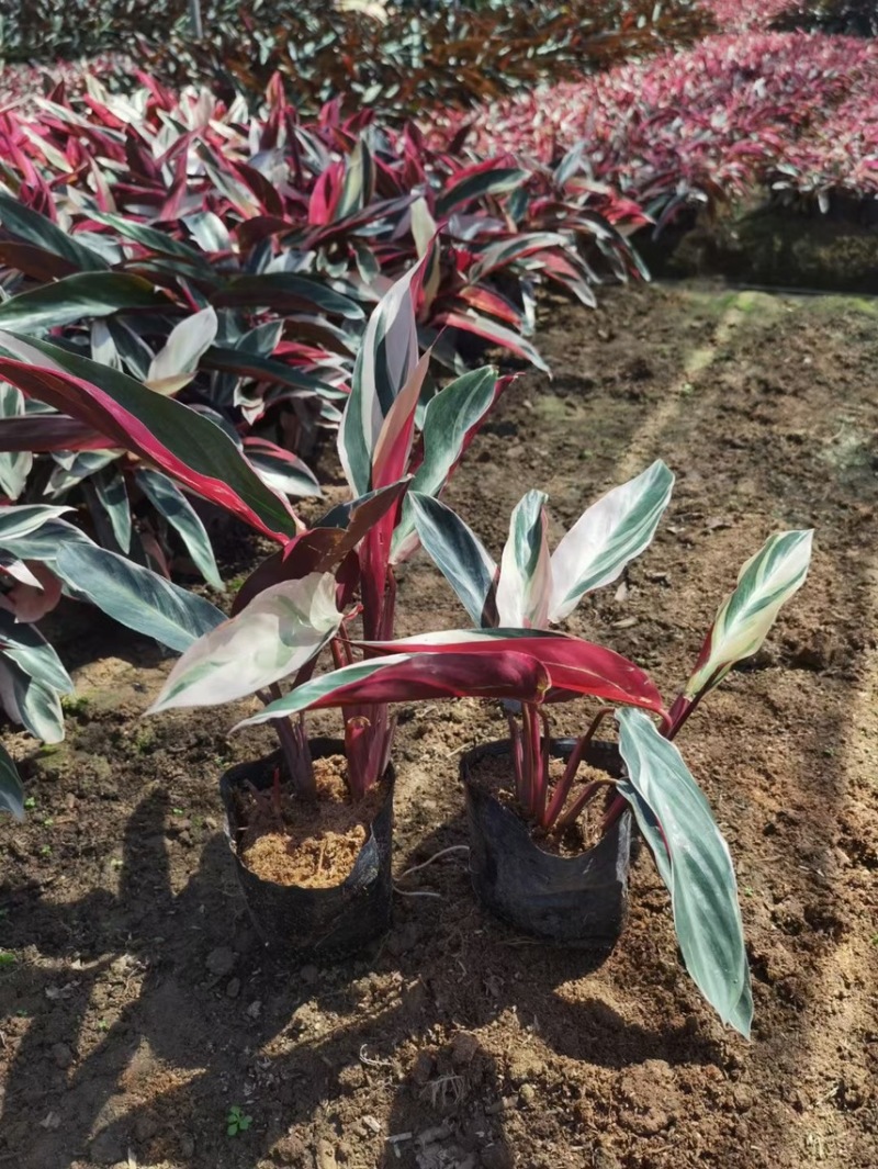 七彩竹芋各种规格，基地大量现货供应，欢迎咨询