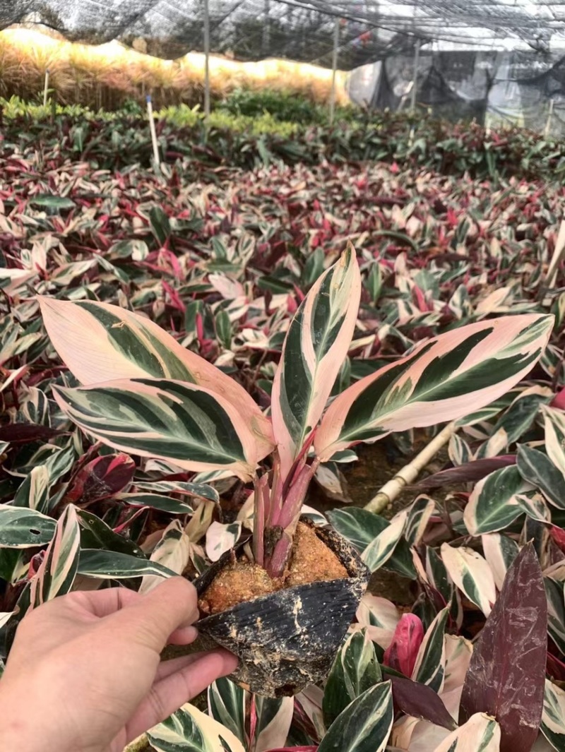 七彩竹芋各种规格，基地大量现货供应，欢迎咨询