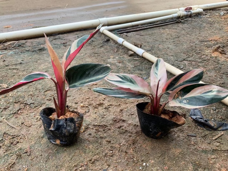 七彩竹芋各种规格，基地大量现货供应，欢迎咨询
