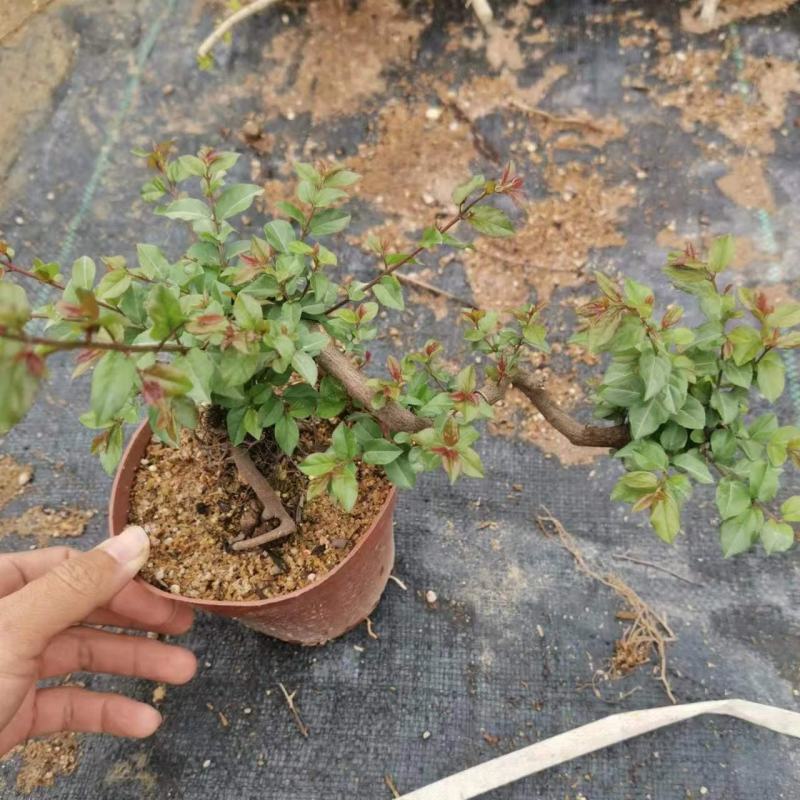 雀梅盆景盆栽绿叶好养护发芽率快形状精美多年老桩场地直销