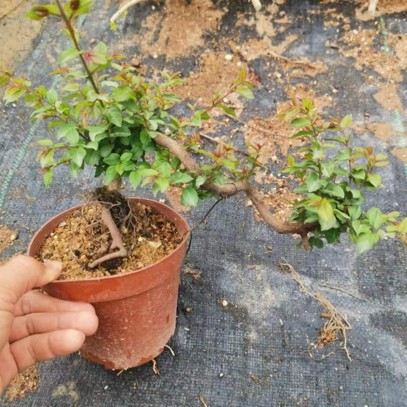 雀梅盆景盆栽绿叶好养护发芽率快形状精美多年老桩场地直销