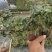 雀梅盆景盆栽绿叶好养护发芽率快形状精美多年老桩场地直销