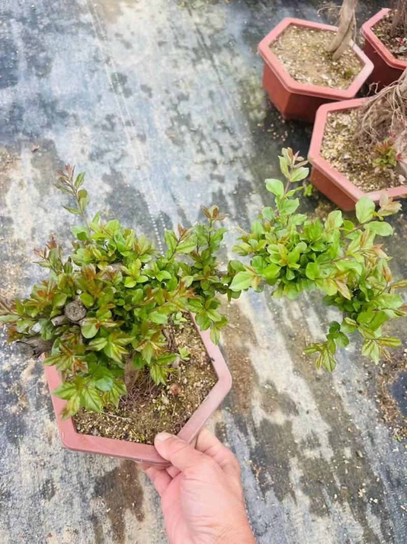 雀梅盆景盆栽绿叶好养护发芽率快形状精美多年老桩场地直销