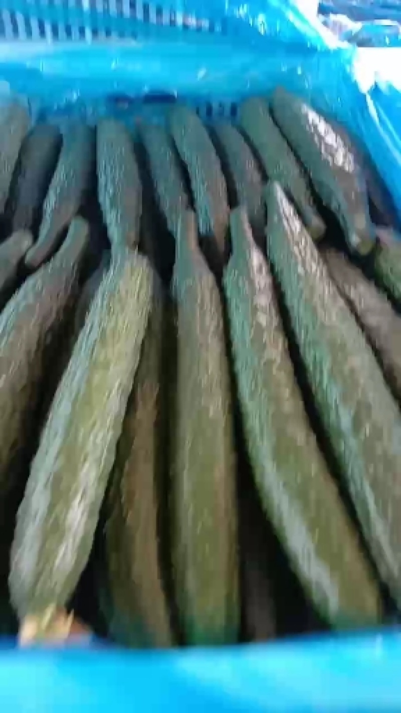 滑县黄瓜，干花密刺，条直，产地直发，货源充足，质量有保障