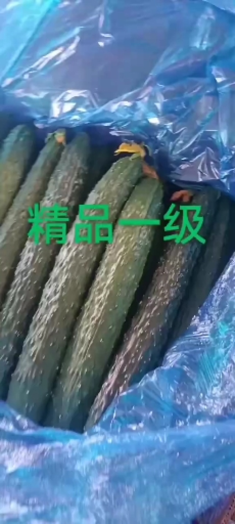 滑县黄瓜，干花密刺，条直，产地直发，货源充足，质量有保障