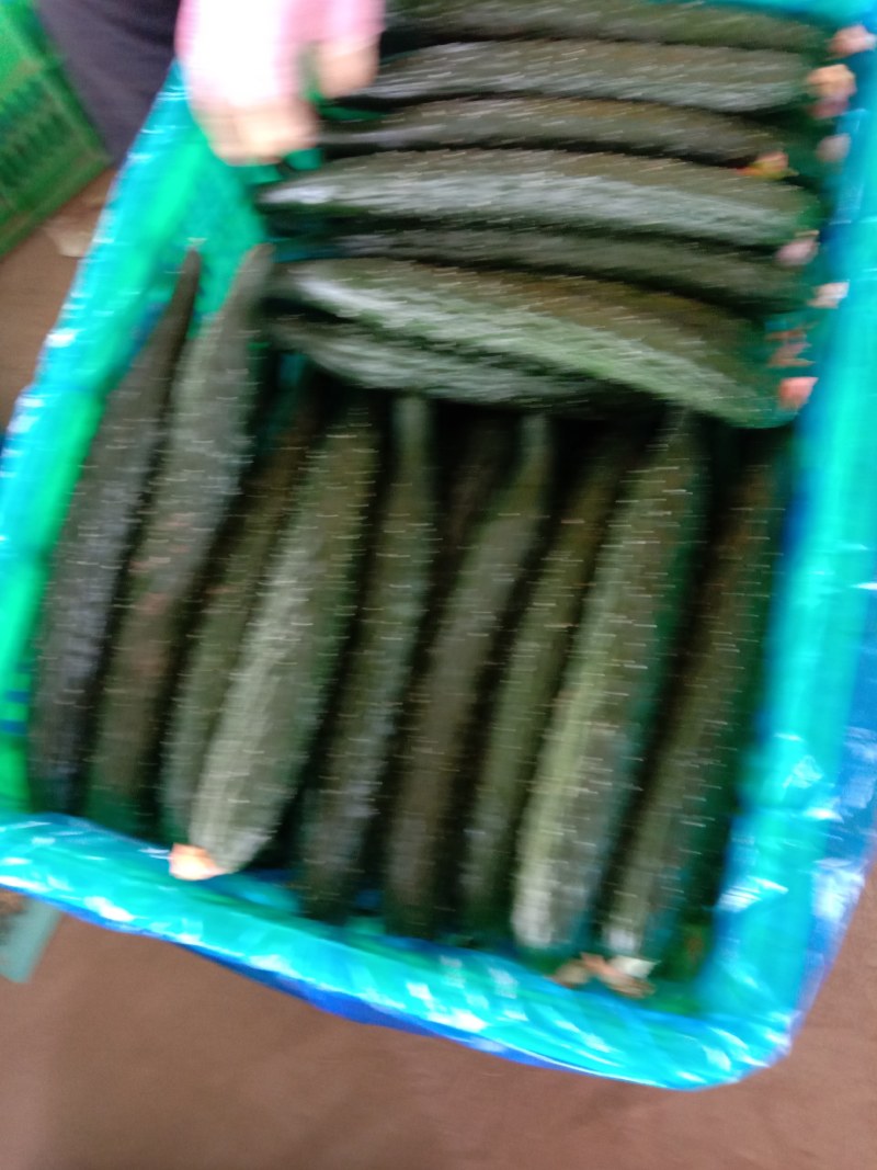 滑县黄瓜，干花密刺，条直，产地直发，货源充足，质量有保障
