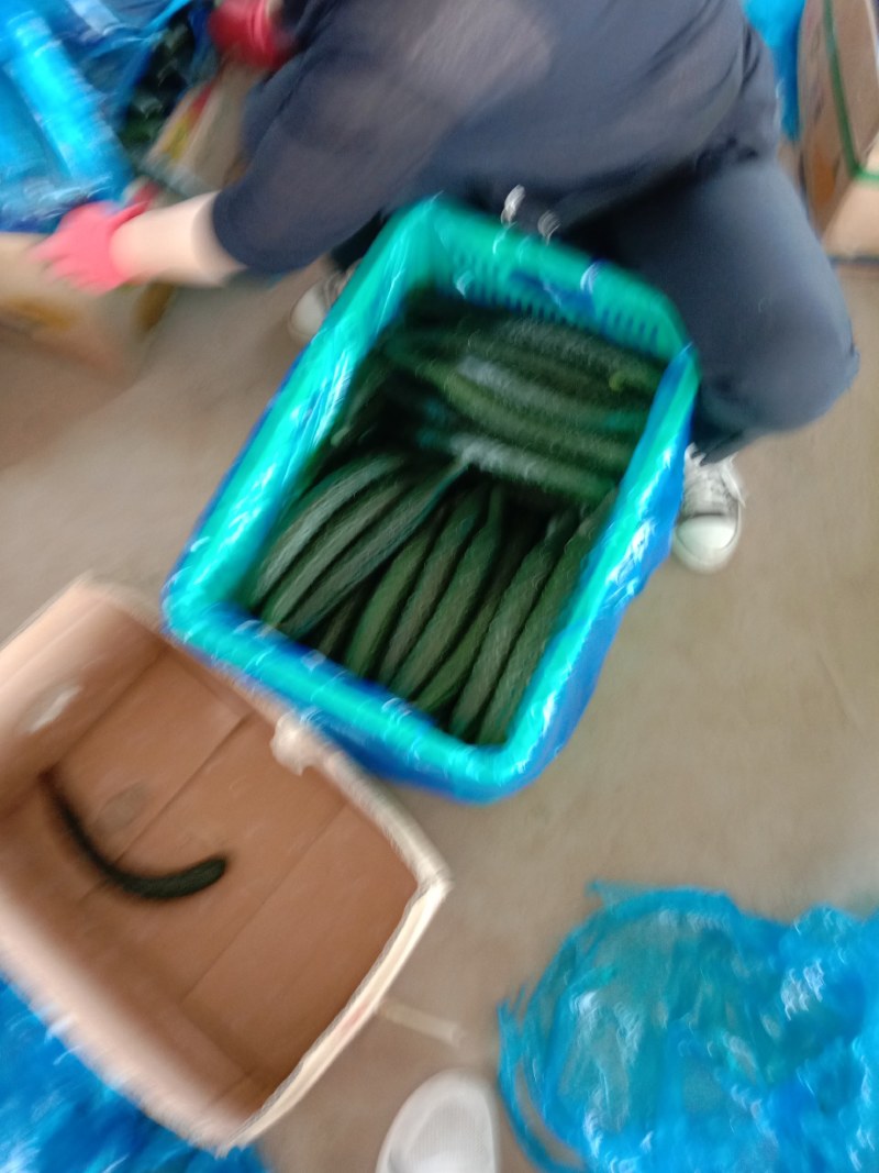 滑县黄瓜，干花密刺，条直，产地直发，货源充足，质量有保障