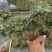 雀梅盆景盆栽绿叶好养护发芽率快形状精美多年老桩场地直销