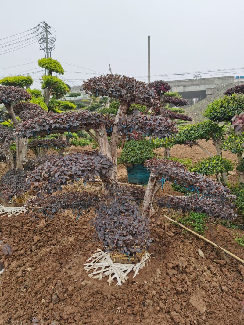 矮桩红花继木造型，叶片3-5年，高度1-1.3米。