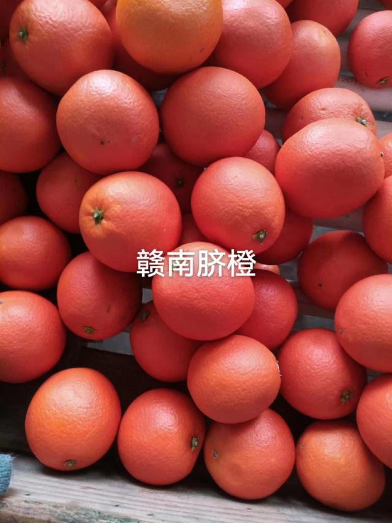 广西沃柑