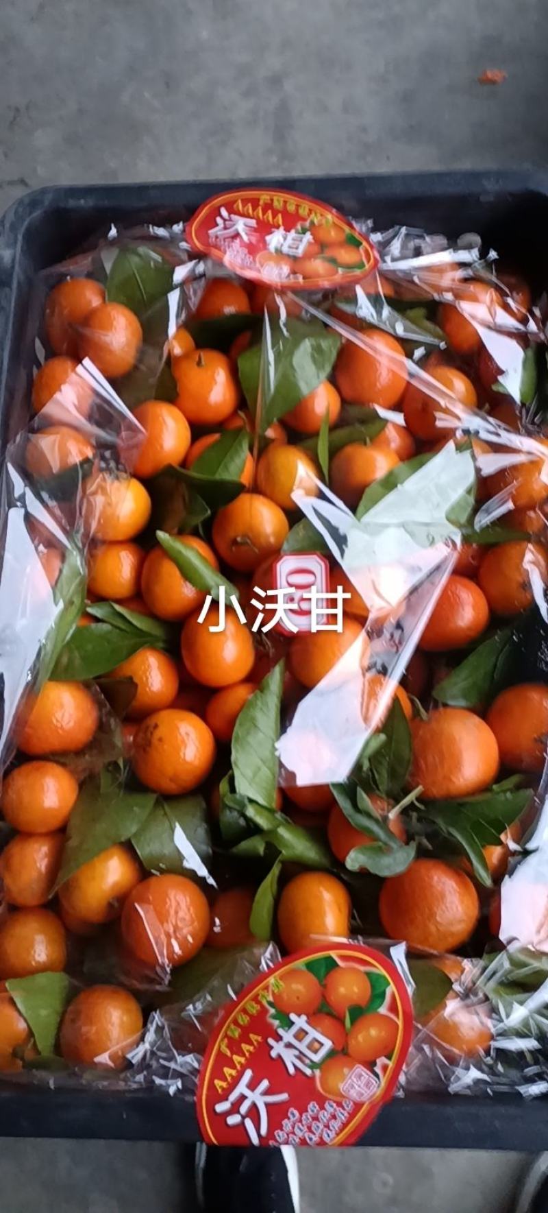 广西沃柑