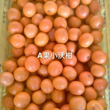 广西沃柑