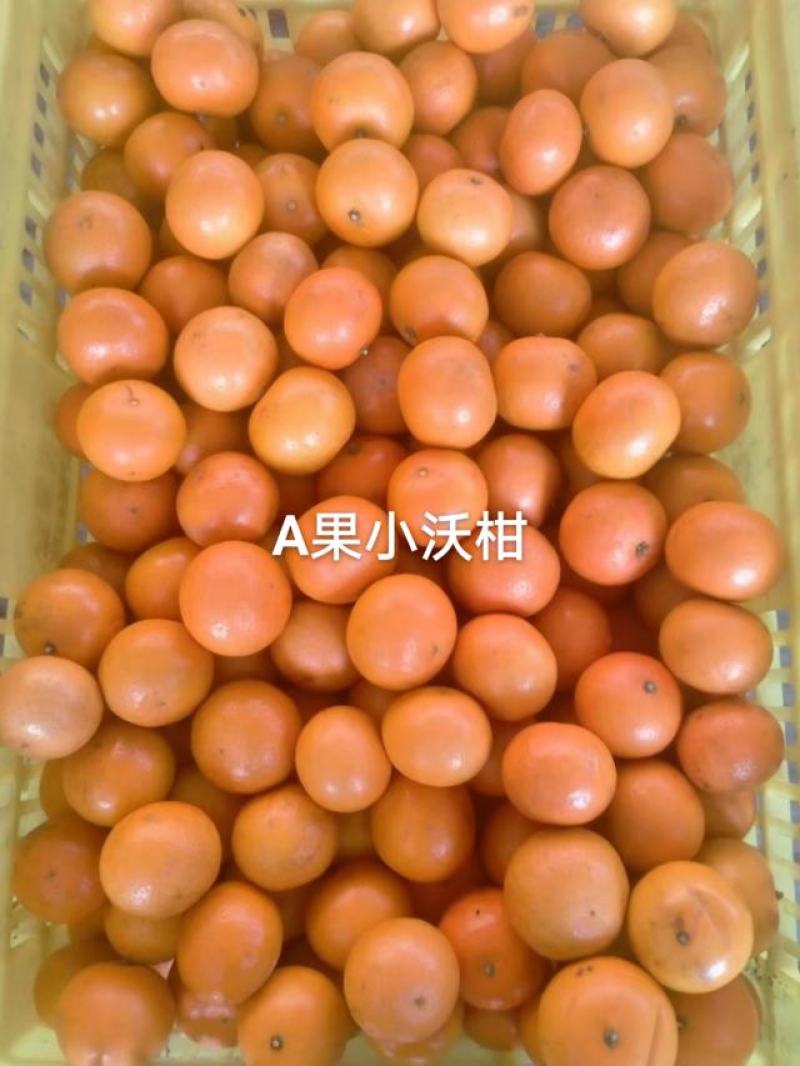 广西沃柑