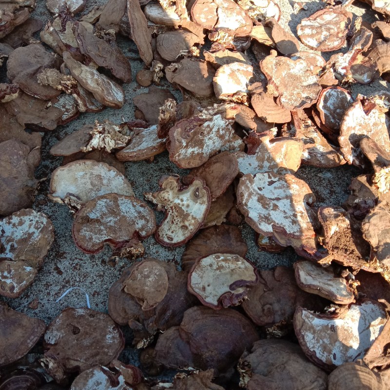 灵芝基地直发保质保量欢迎实地考察一次合作终身朋友