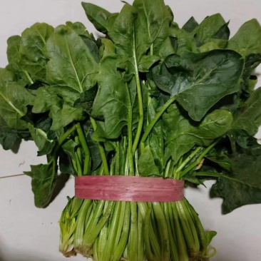 菠菜