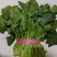 菠菜