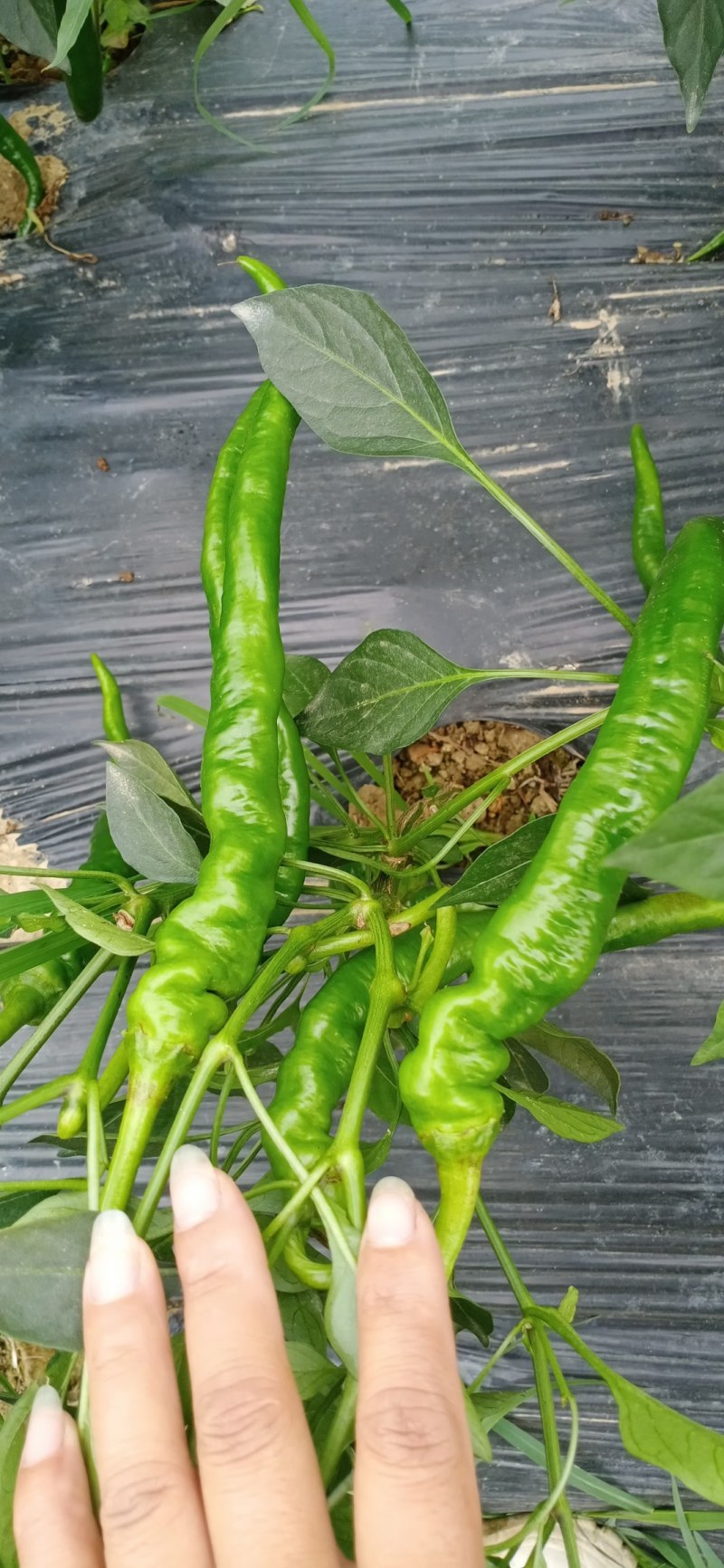 红椒，大红椒，鲜辣椒，广西蔬菜，全国直发，产区直供