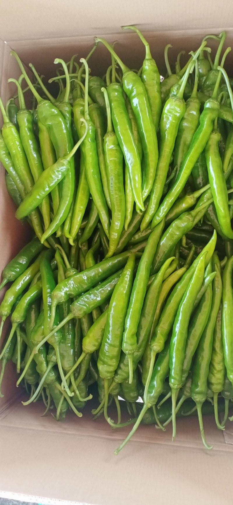 红椒，大红椒，鲜辣椒，广西蔬菜，全国直发，产区直供