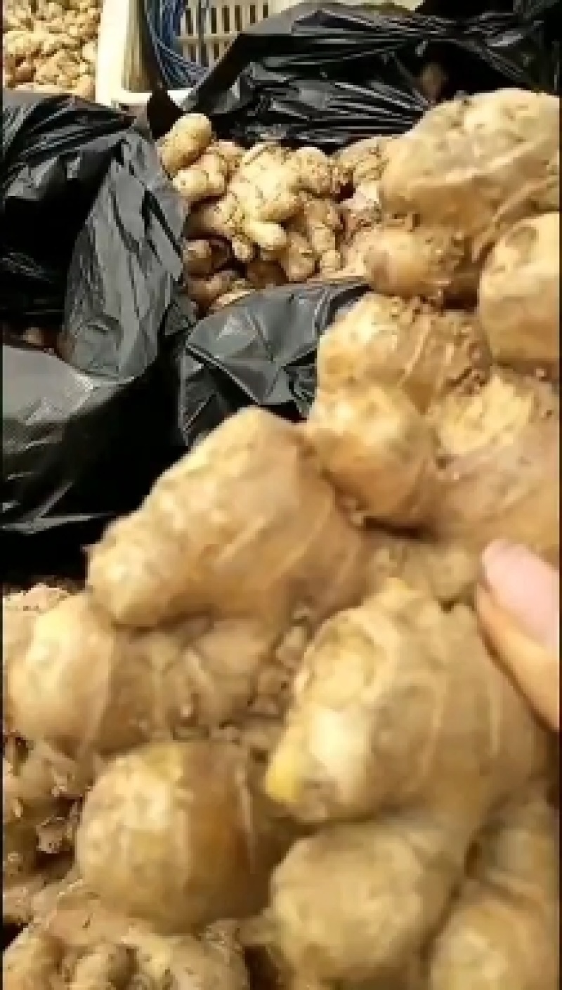 优质白口白口姜种，高产量大从优