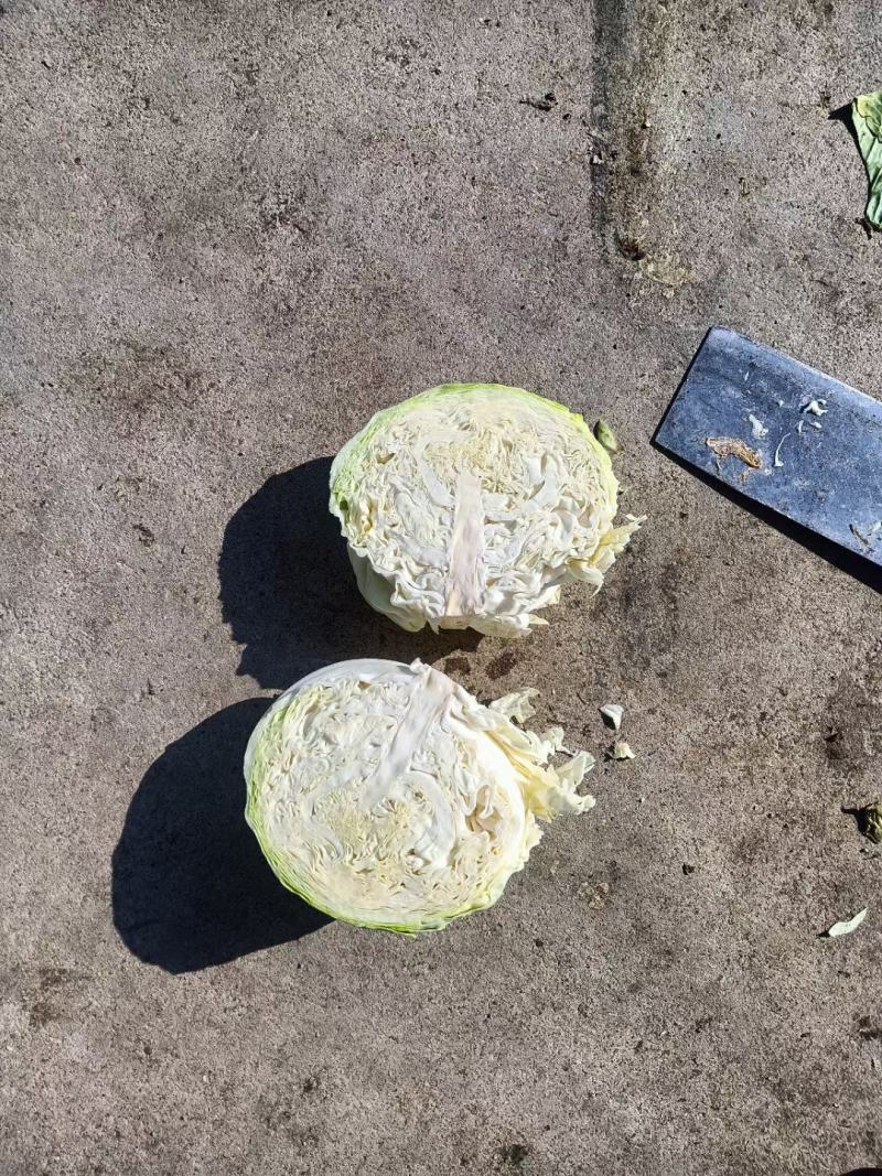 冷库储存的洋白菜，扁包菜，甘蓝系列，