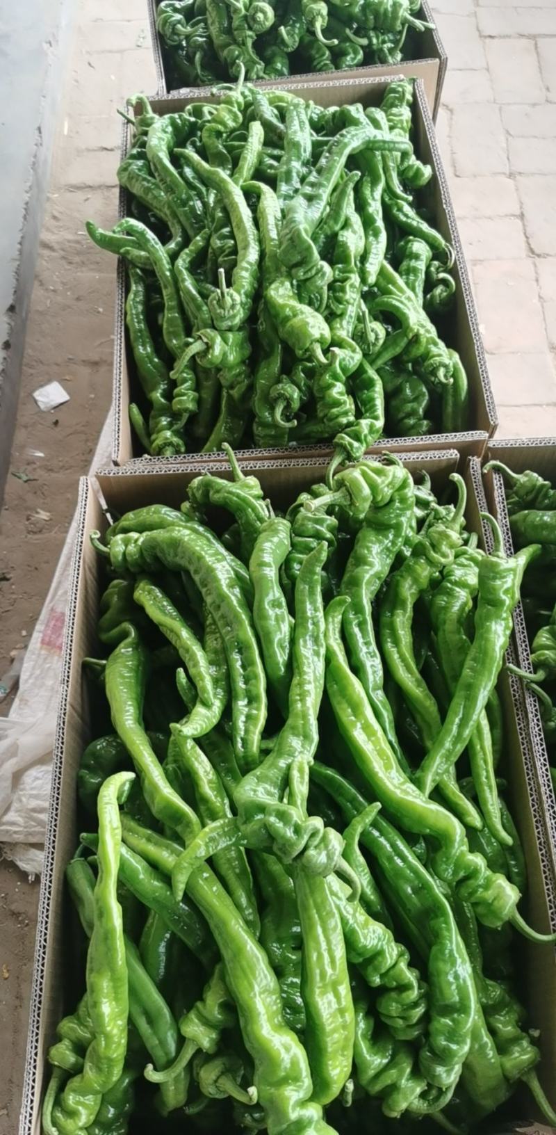 新苗螺丝椒薄皮一手货源代发全国各大市场电商餐饮
