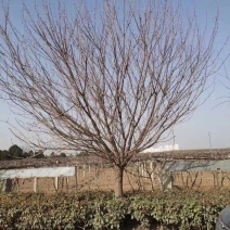 15公分樱花