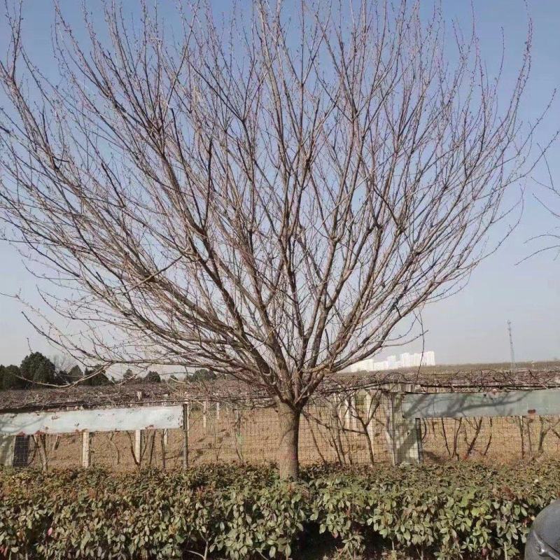 15公分樱花