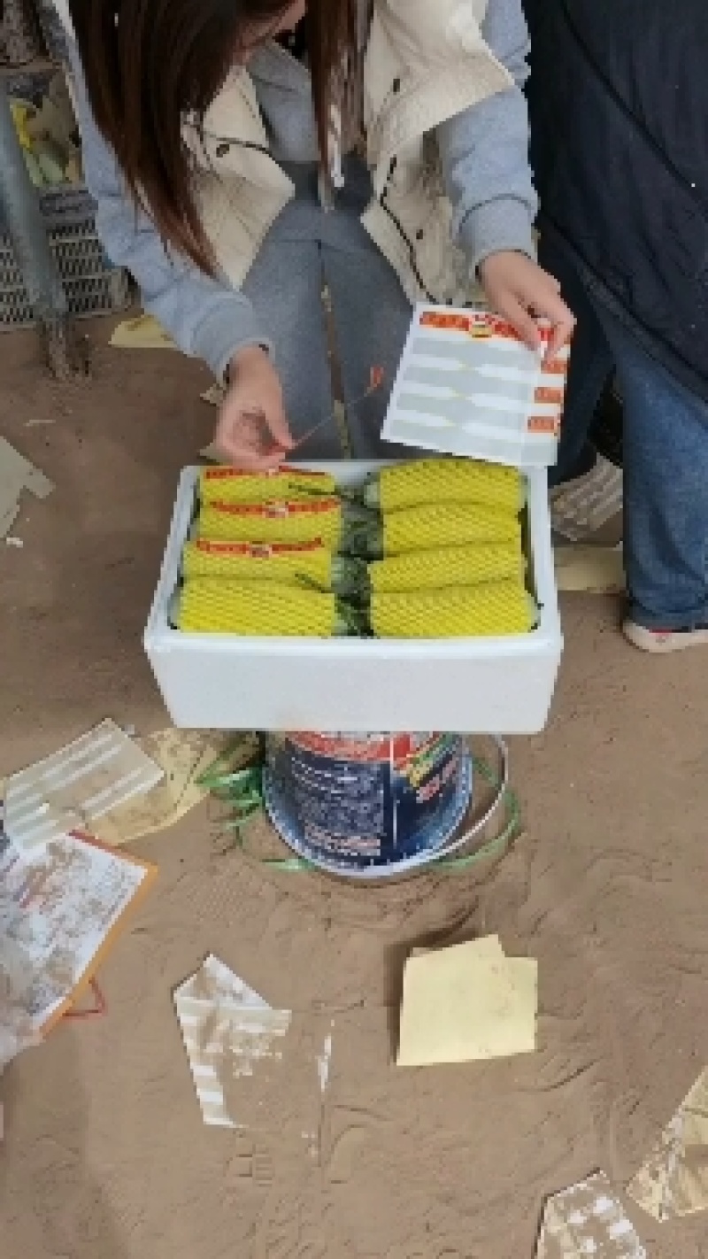 山东博洋9-博洋61-瓜行好看，质量保证，支持售后服务！