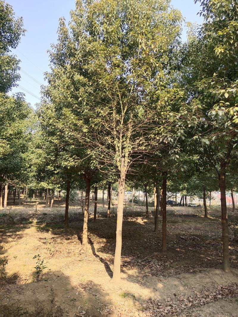 大叶女贞工程绿化苗木各种规格齐全欢迎各位老板联系合作