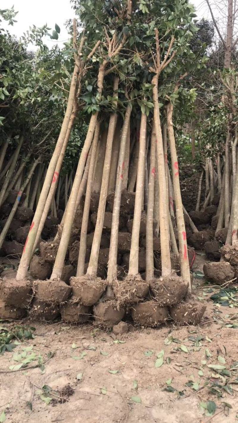 大叶女贞工程绿化苗木各种规格齐全欢迎各位老板联系合作