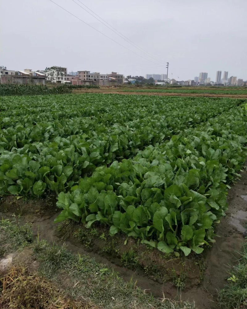 湛江廉江酸菜，竹芥菜制成