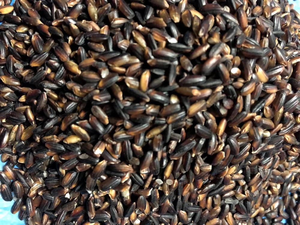 信息图展示黑糯玉米的主要营养成分柱状图,包括花青素含量(mg/100g)、膳食纤维、蛋白质、碳水化合物、维生素B族等;附带花青素分子结构简式与抗氧化能力对比雷达图 黑糯玉米营养成分分析图表