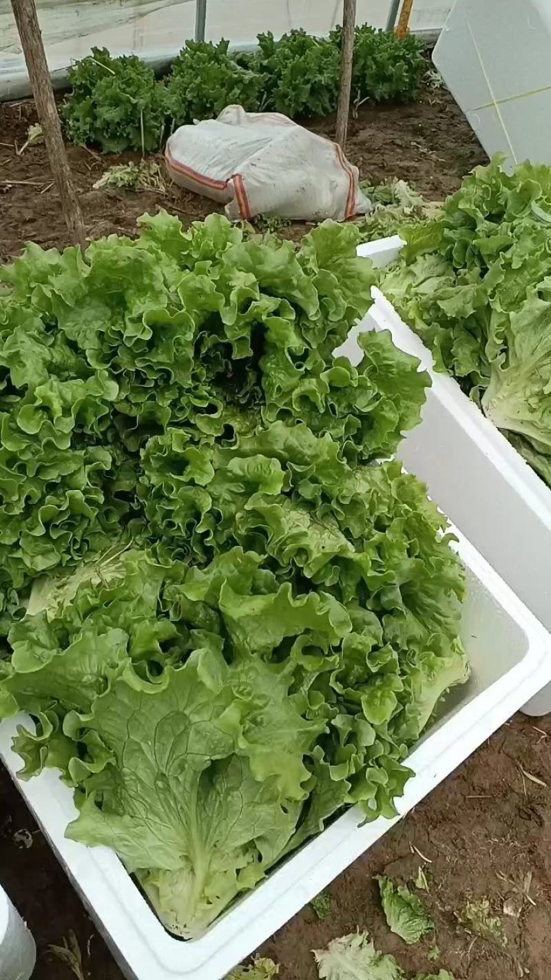 【基地直发】本地散叶生菜大量上市中，对接全国货源充足量大