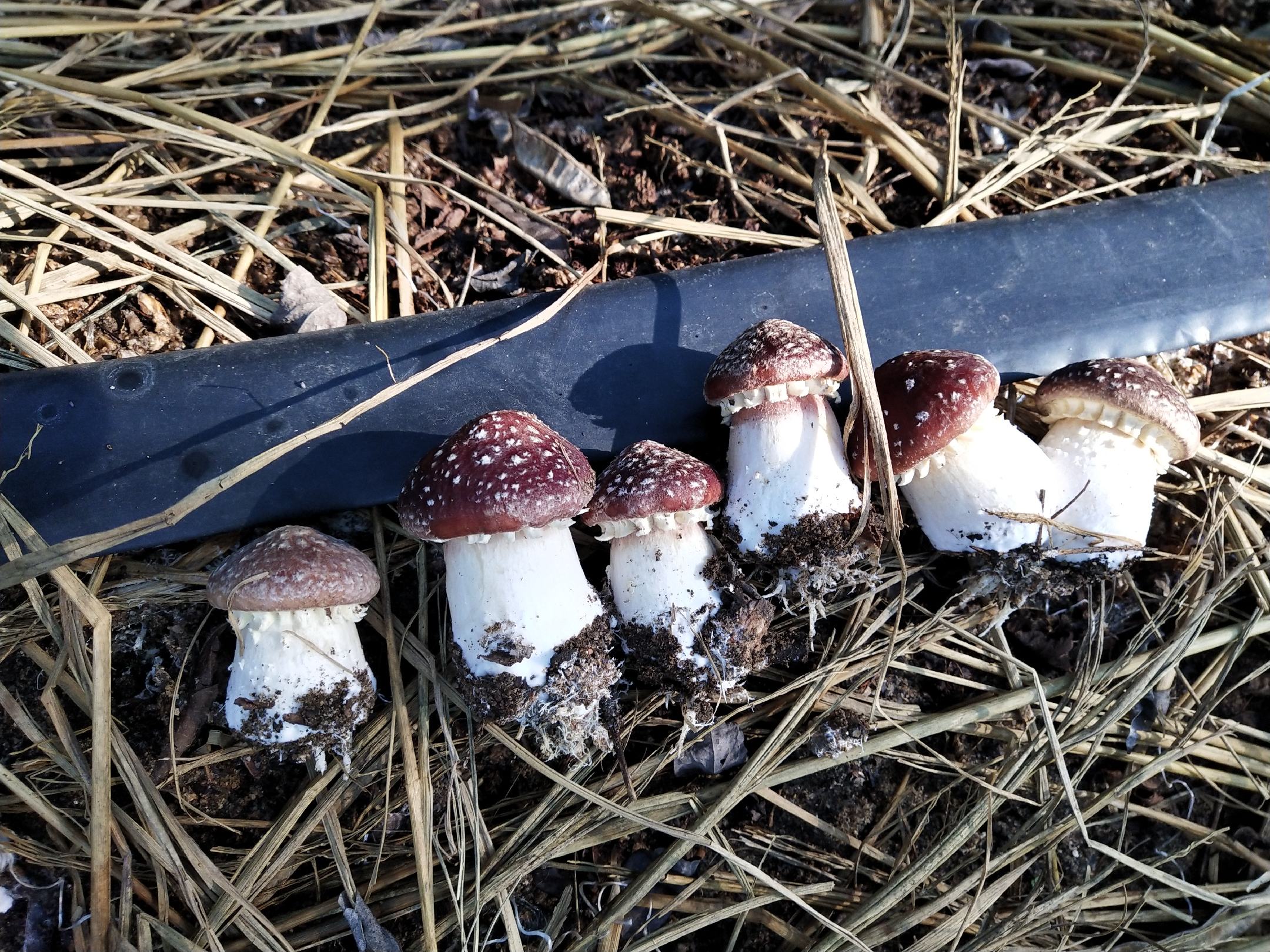 长白山林区采菌场景