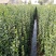 北海道黄杨篱笆专用苗量大从优欢迎各位老板联系合作