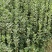 北海道黄杨篱笆专用苗量大从优欢迎各位老板联系合作