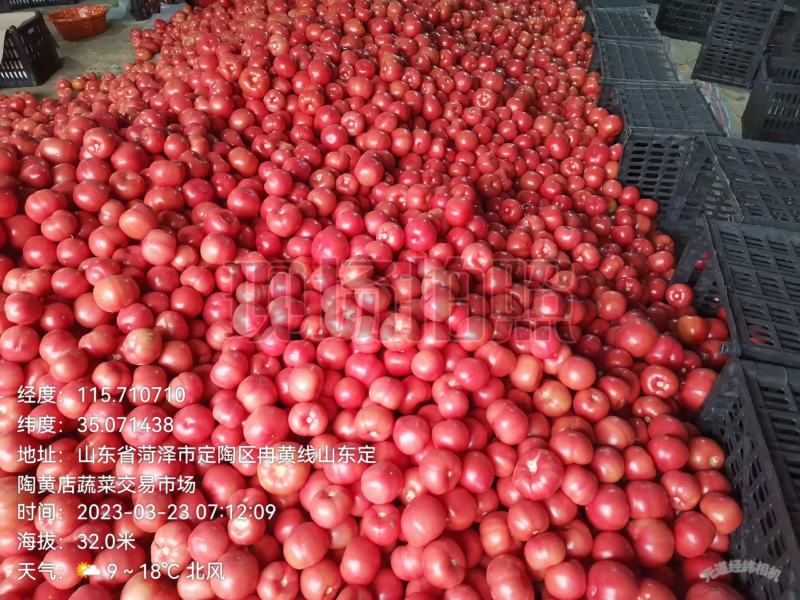 山东菏泽精品西红柿大量上市货源充足品质保证