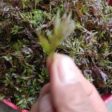 湖南衡阳野生藤茶嫩芽芽尖茶，大量有货欢迎各位老板前来采购