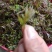 湖南衡阳野生藤茶嫩芽芽尖茶，大量有货欢迎各位老板前来采购