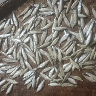 火焙鱼，破肚麦穗，马口鱼火炕，不是晒干的