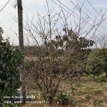丛生腊梅，丛生大冠幅腊梅基地常年低价出售。