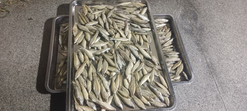 火焙鱼，破肚麦穗，马口鱼火炕，不是晒干的