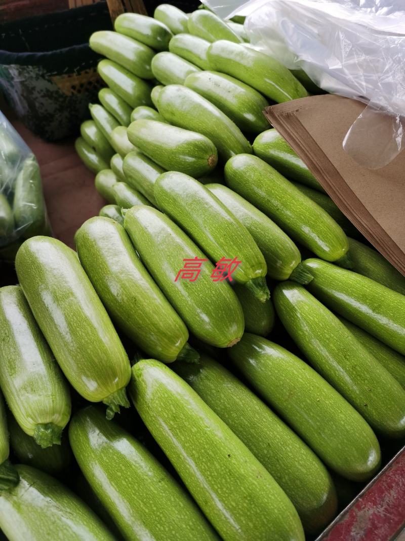 河南焦作博爱县西葫芦4两以上瓜条颜色绿货源充足可看货
