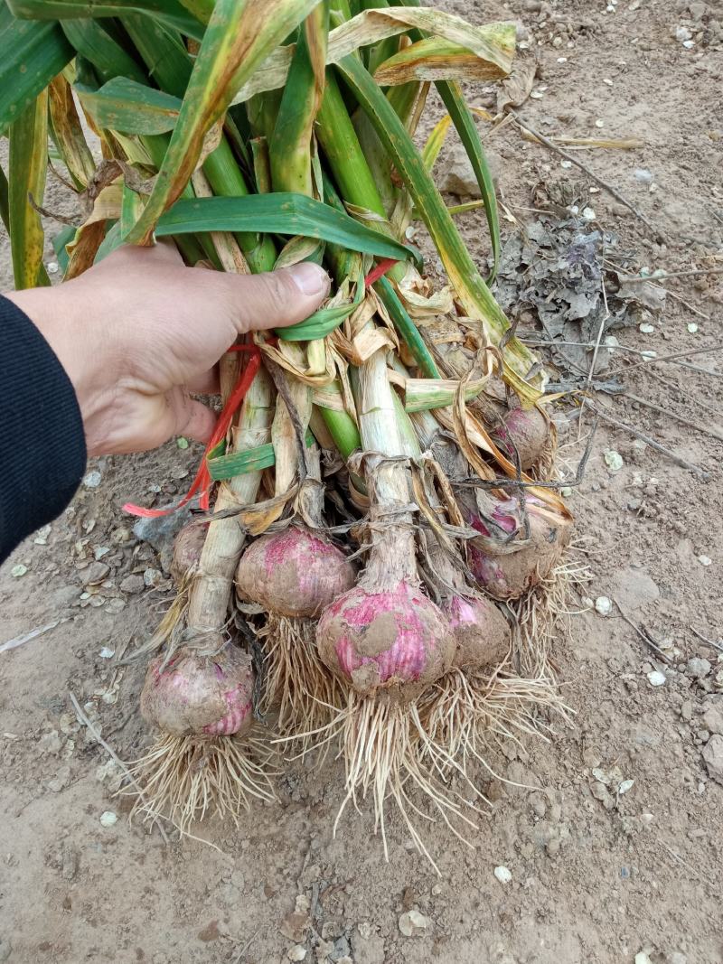 蒜头，无中间商赚差价2025电商货，对接各大平台