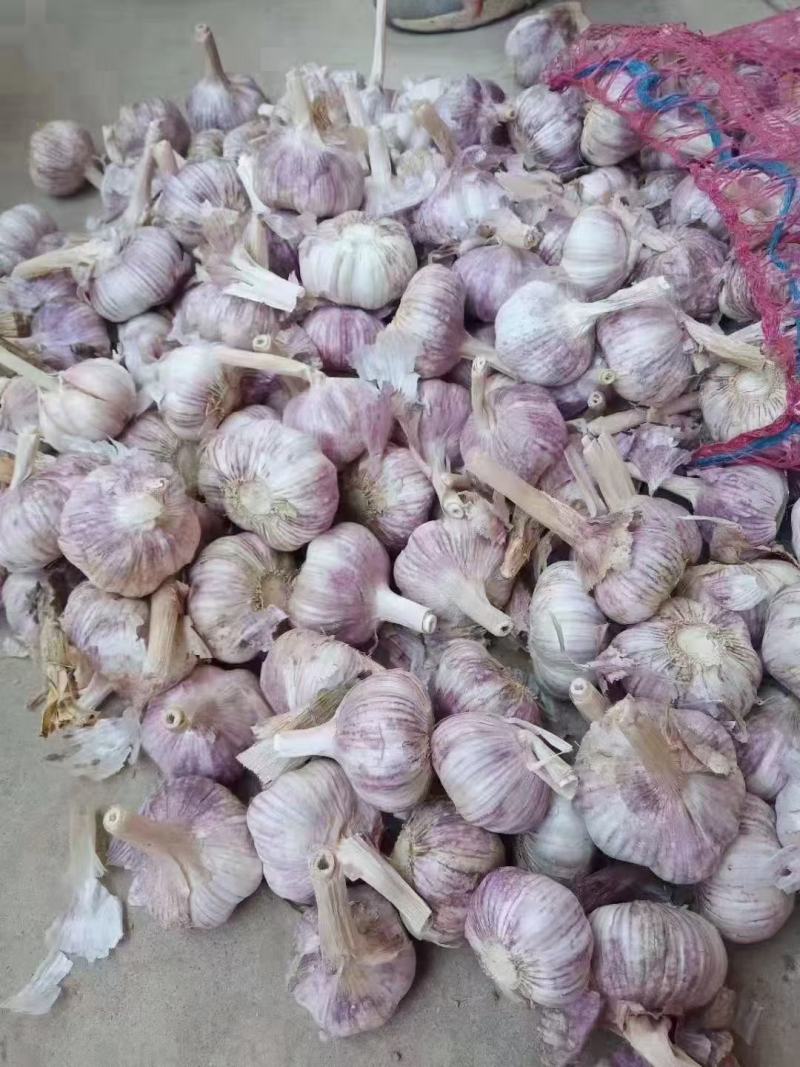 蒜头，无中间商赚差价2025电商货，对接各大平台