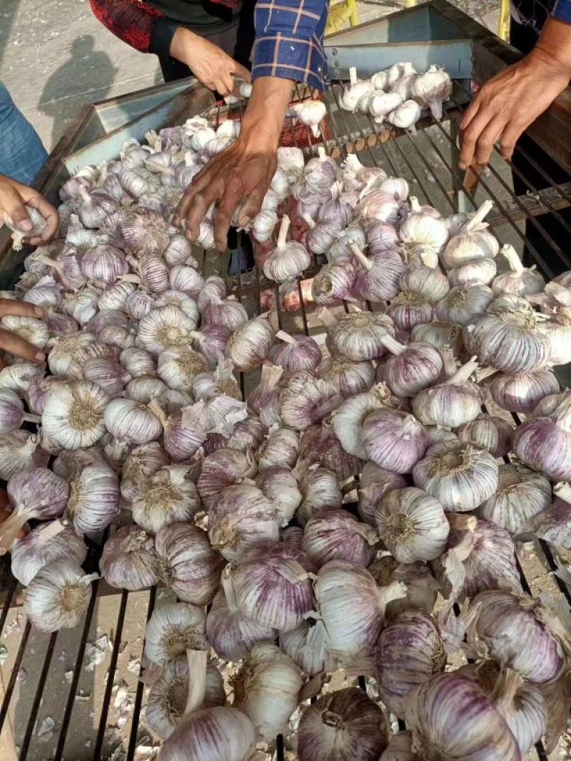蒜头，无中间商赚差价2025电商货，对接各大平台